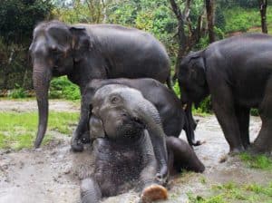 El bienestar de los elefantes durante los treks