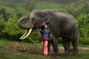 Elefante con miembro de la tribu Karen