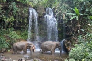 Elefantes en una cascada