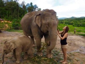 Visitar el Santuario de Elefantes Chiang Mai