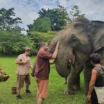 Descubrimiento de elefantes en Chiang Mai