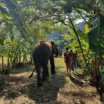 Experiencia en santuario de elefantes en Chiang Mai