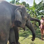 Media jornada con elefantes en Chiang Mai