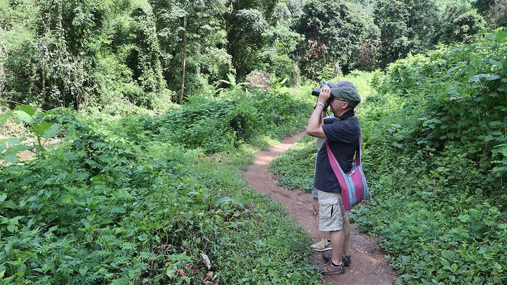Observación de aves durante un trek en Mae Taeng