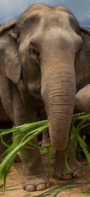 santuarios de elefantes Chiang Mai